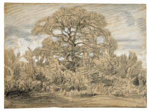 オークの木の研究、1862年（敷設紙に白黒チョーク） 作： Pierre Etienne Theodore Rousseau